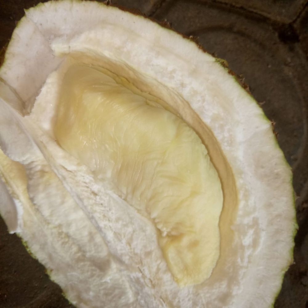 Menikmati Durian Tanpa Biji dari Banyuwangi