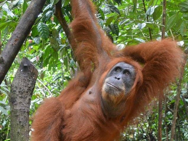 Penyeludupan Tiga Orangutan Sumatera ke Malaysia Berhasil Digagalkan