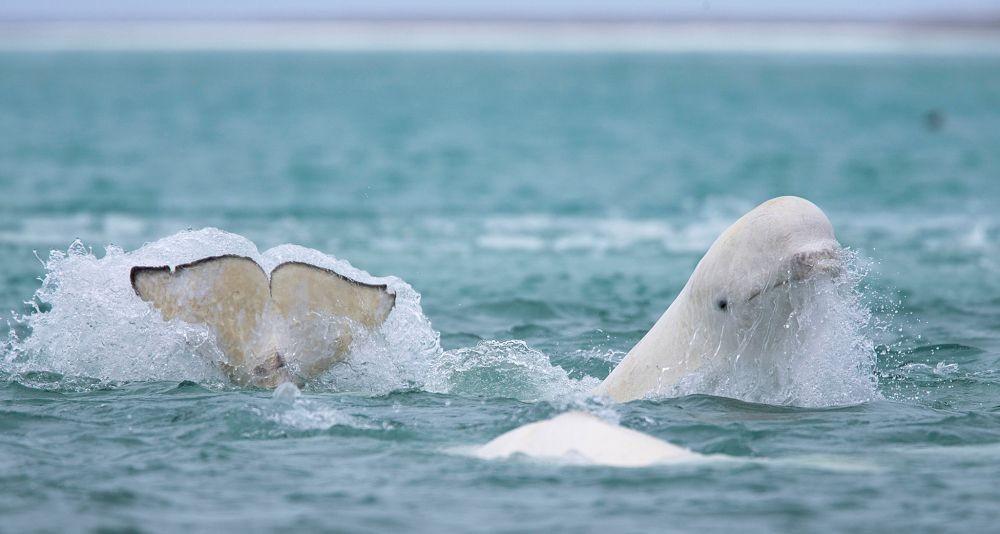 8 Fakta Beluga, Paus Putih Lucu yang Cerdas dan Ramah pada Manusia