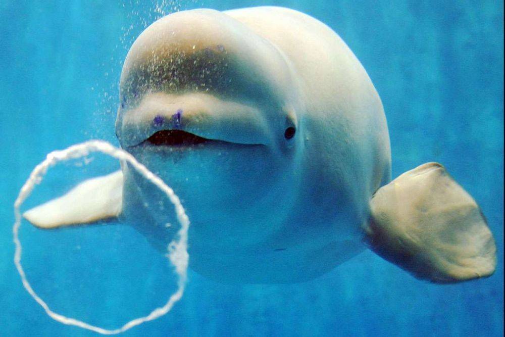 8 Fakta Beluga Paus Putih Lucu Yang Cerdas Dan Ramah Pada Manusia