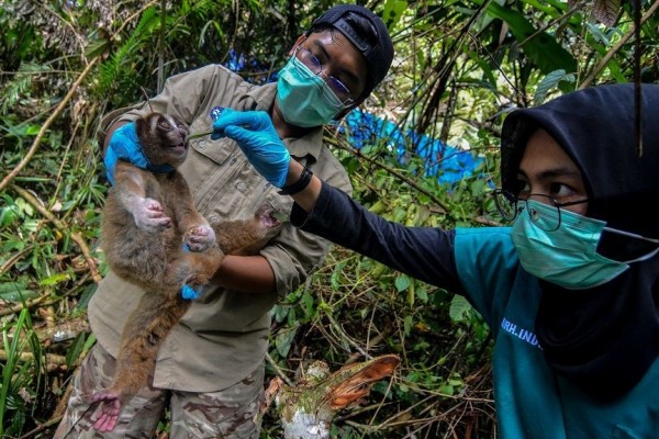 Terancam Punah, BKSDA Tak Punya Data Populasi Kukang di Lampung
