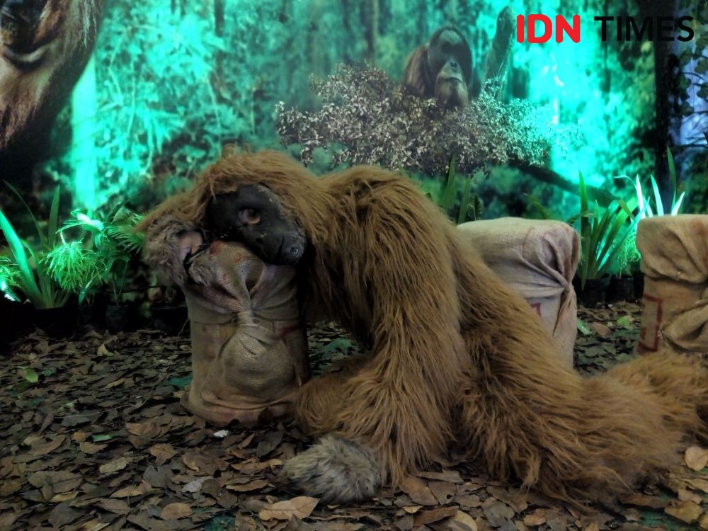 NOWUC3, Spot Foto di Hotel Santika untuk Lebih Mengenal Orangutan