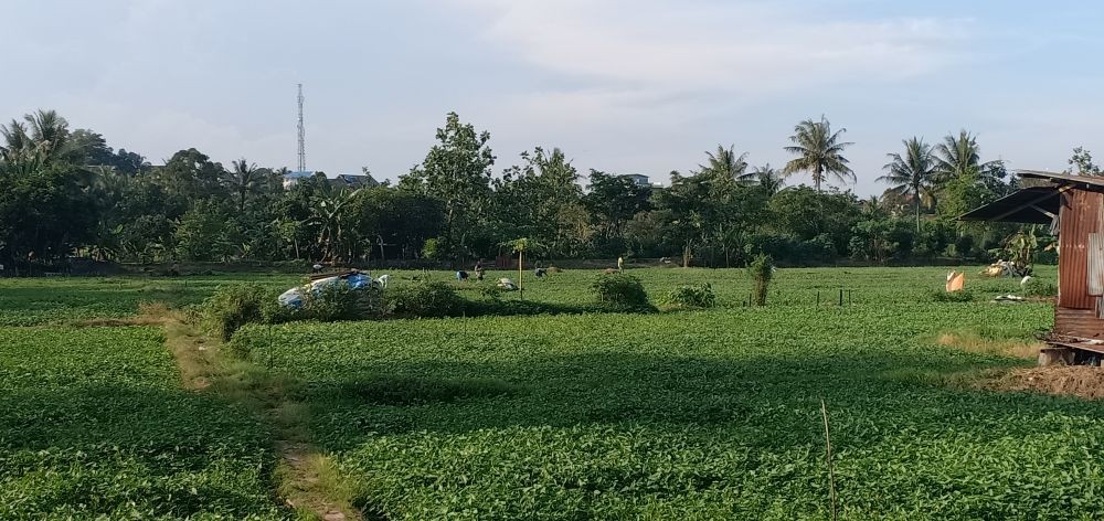 Kampung Kangkung, Mendulang Rupiah dari Sayur Kangkung