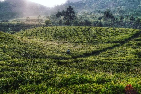8 Kebun Teh Aestetik dan Instagramable di Indonesia, Termasuk Malino