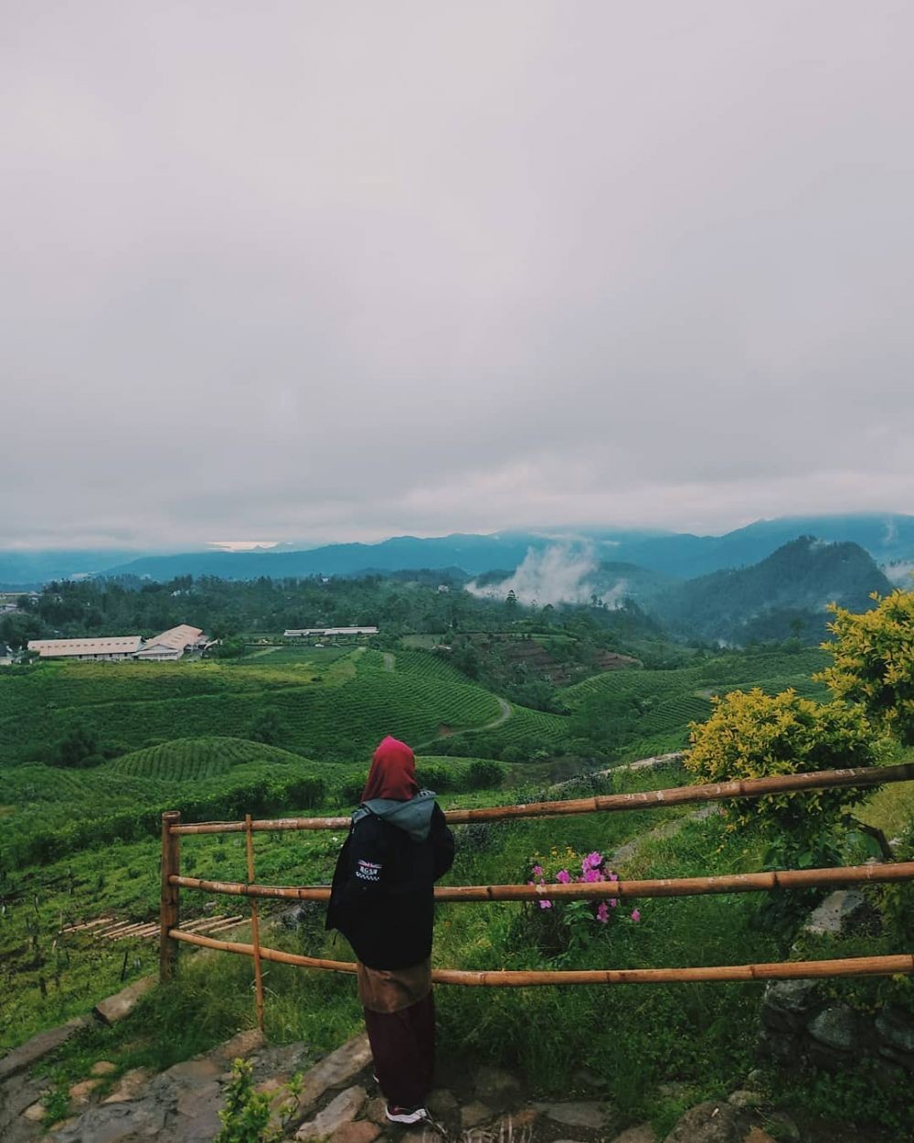 8 Kebun Teh Instagramable ini Ternyata Ada di Indonesia Lho
