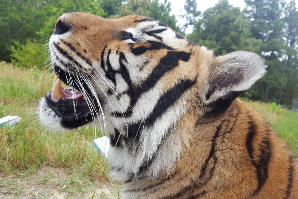 13 Fakta Mencengangkan Tentang Perdagangan Hewan Peliharaan Eksotis