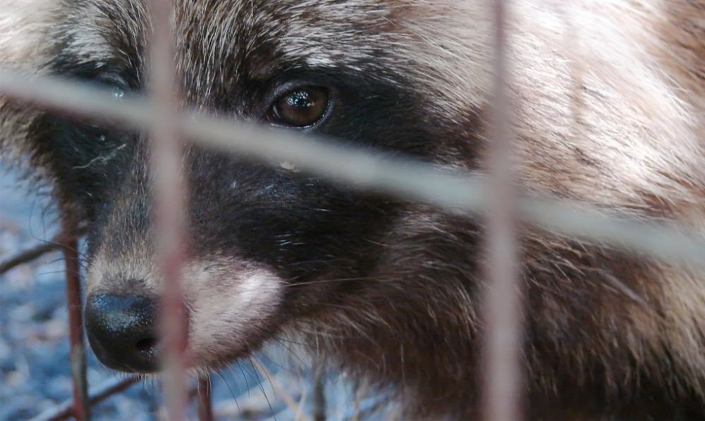 10 Fakta Eksploitasi Bulu Hewan di Dunia, Mereka Benar-benar Disiksa!