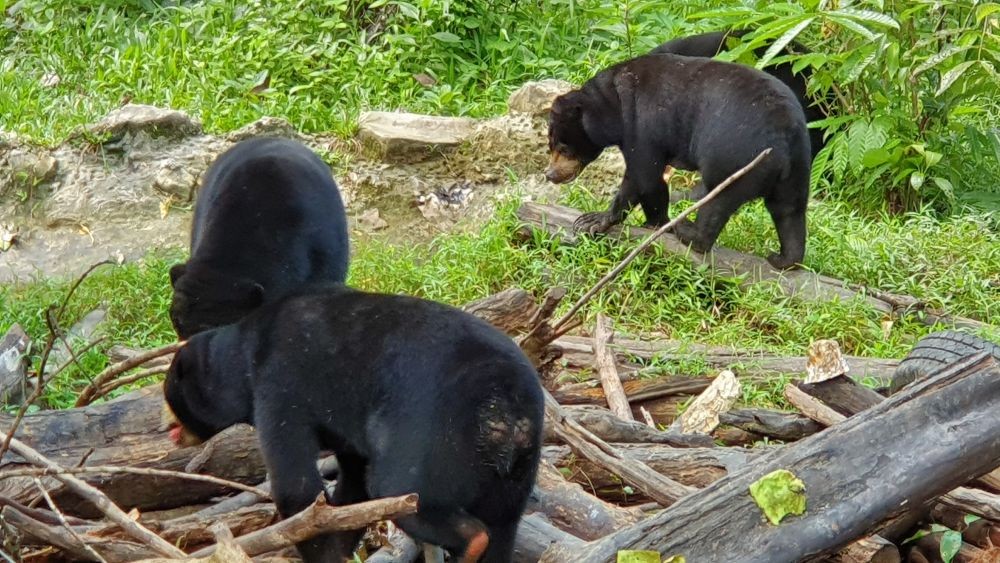 Beruang Madu, si Pemalu yang Terancam Punah