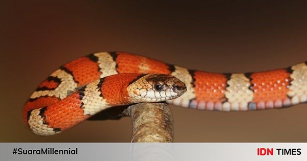 Bukan Garam 15 Hal Ini Yang Lebih Efektif Mengusir Ular Dari Tempatmu Bukan Garam 15 Hal Ini Yang Lebih Efektif Mengusir Ular Dari Tempatmu