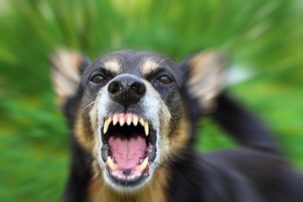 Digigit Anjing Rabies 3 Bulan Lalu, Warga Simalungun Meninggal