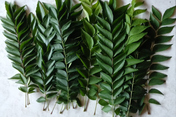5 Manfaat Tersembunyi Daun Koja yang Jarang Diketahui