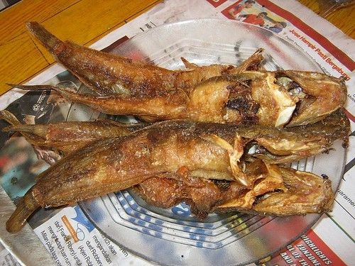 5 Manfaat Ikan Lele yang Perlu Kamu Tahu