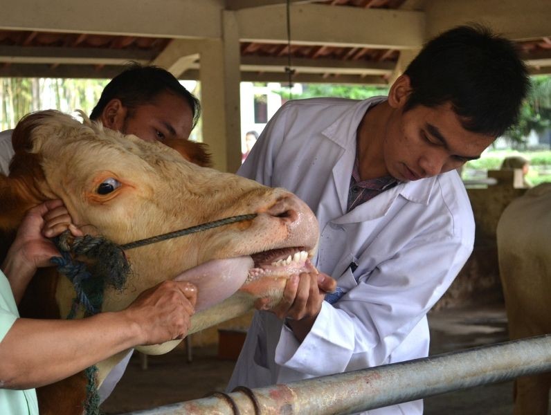 13 Wilayah Jateng Terpapar Penyakit Mulut dan Kuku, 48 Ternak Gak Laku