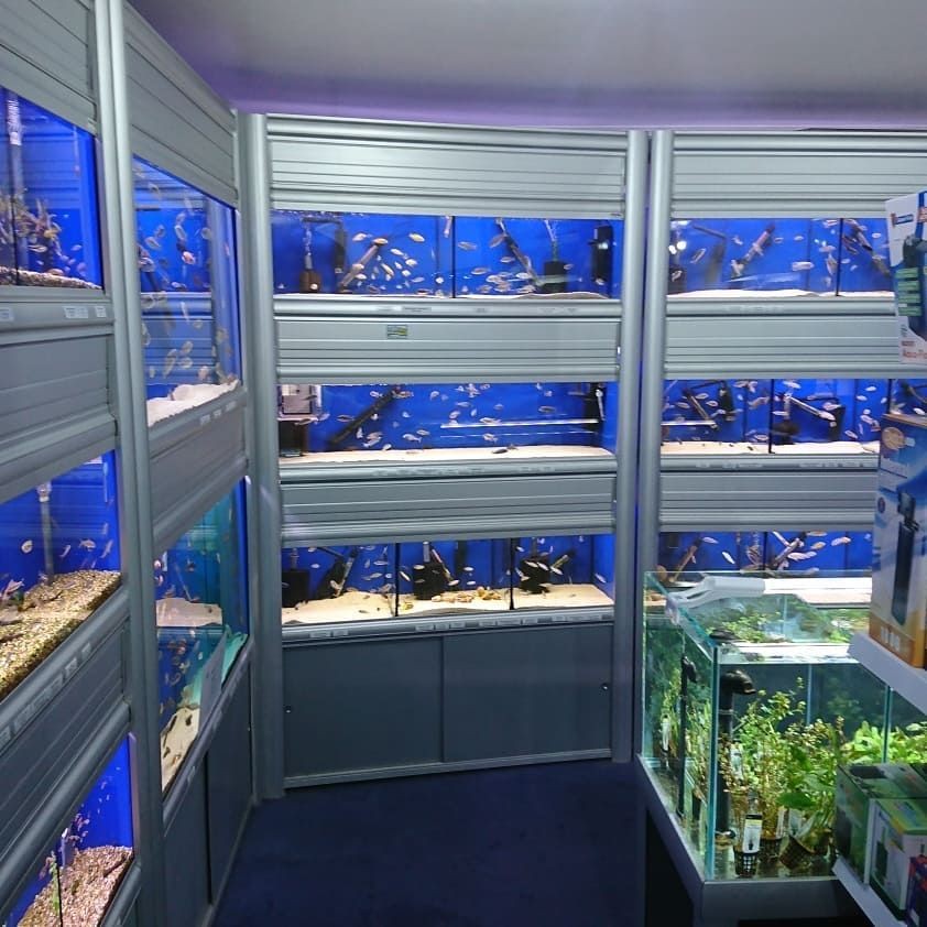  Aquarium  Unik Buatan  Sendiri  Konsep 25 Hiasan  Aquarium  