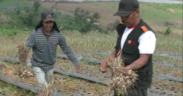 Kementan Jadikan Sukabumi Sebagai Percontohan Swasembada Bawang Putih