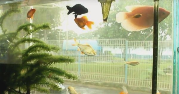 Keren dan Unik, Masjid di Sukabumi Ini Berpagar Aquarium