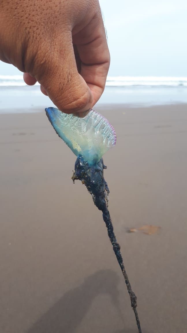 Puluhan Wisatawan di Pantai Parangtritis Tersengat Ubur-Ubur 