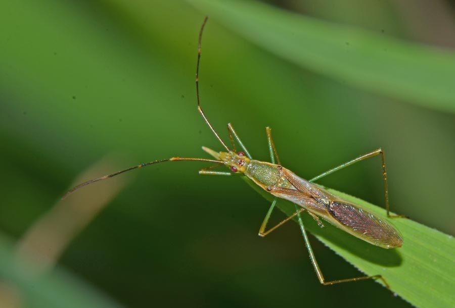 10 Serangga Yang Paling Dibenci Di Dunia Timbulkan Fobia