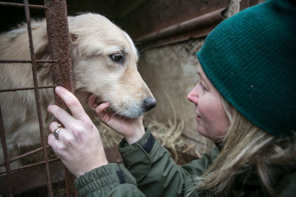 Sukoharjo Siapkan Perda Larangan Peredaran dan Penjualan Daging Anjing