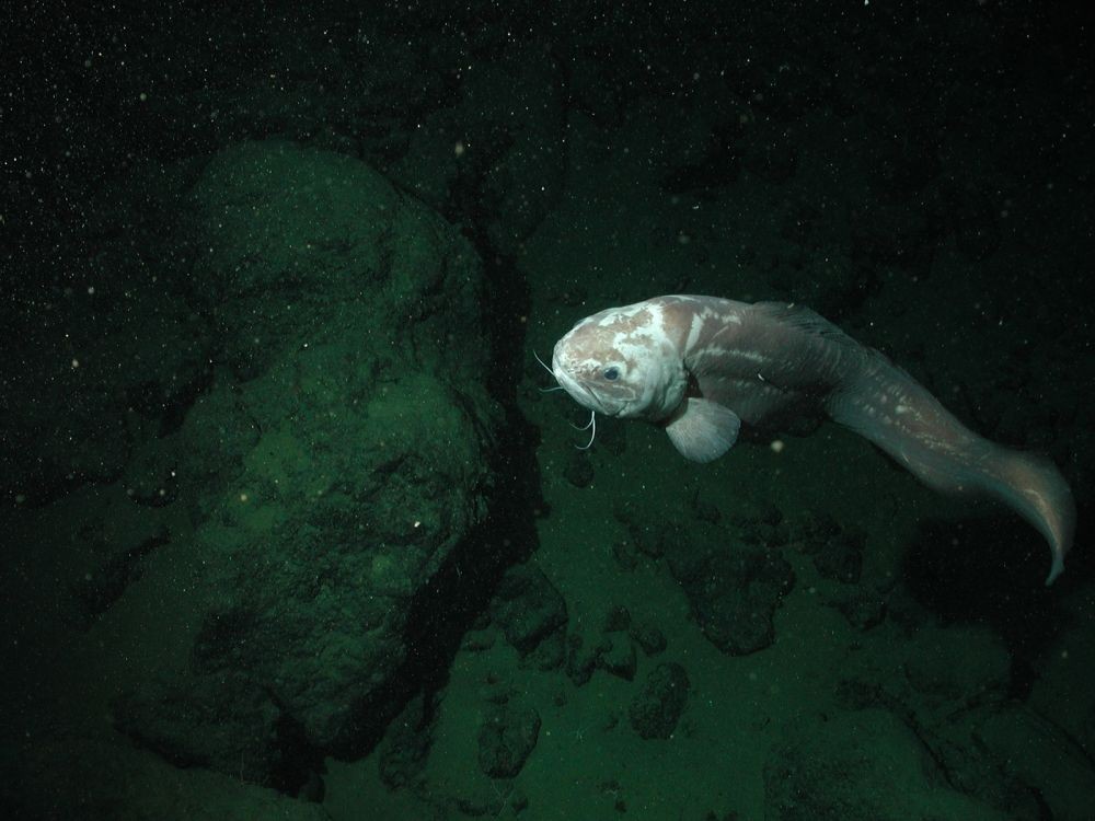 The deep sea сайт. Cusk eel рыба. Abyssobrotula galatheae. The Deep Sea спуститься на дно. Ошибнеобразные.