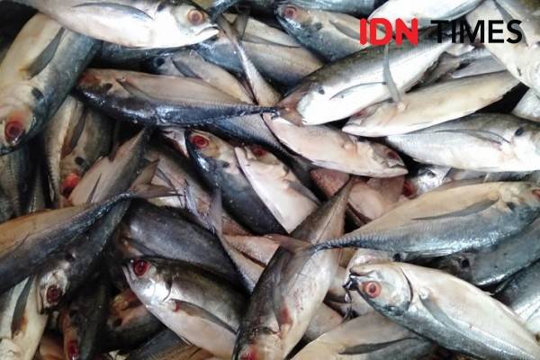 Jelang Libur Nataru, Harga Ikan Laut Di Pantai Depok Stabil