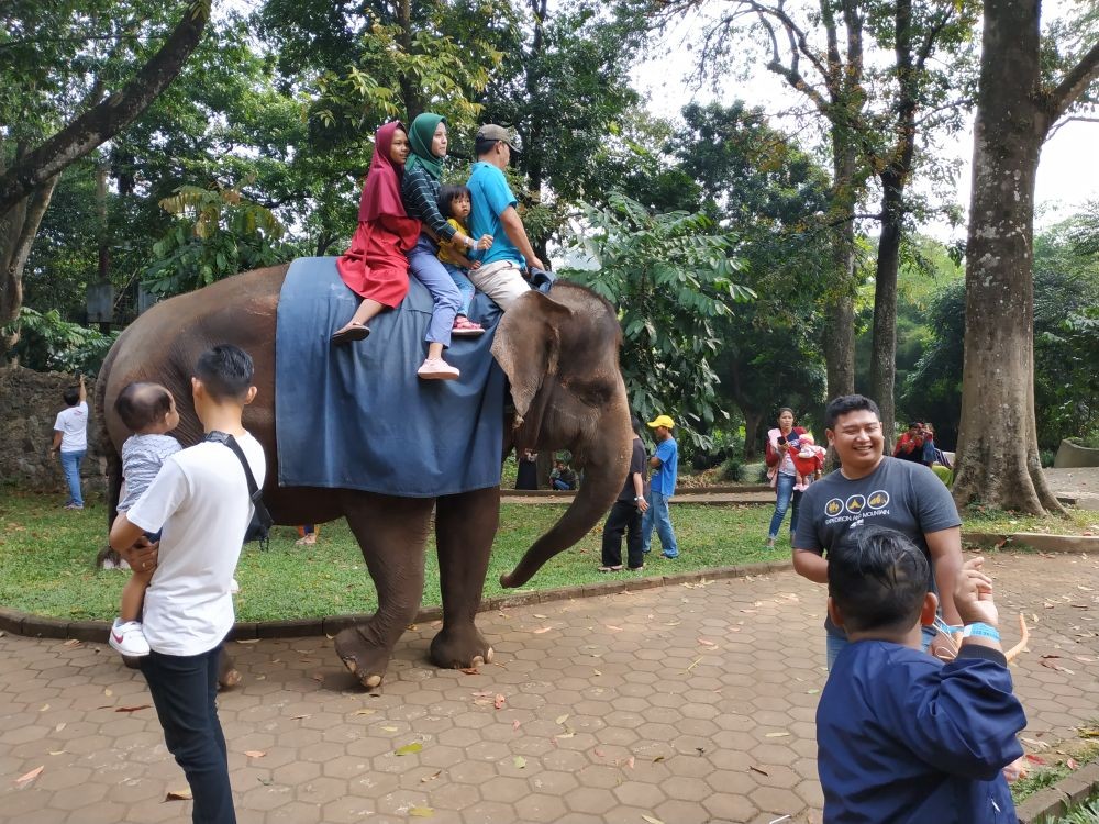 Pemkot Siap Bantu Pemenuhan Pakan Hewan di Kebun Binatang Bandung