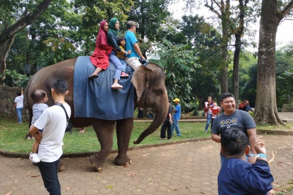 Susi Pudjiastuti Tawarkan Bantuan Rawat Rusa Semarang Zoo