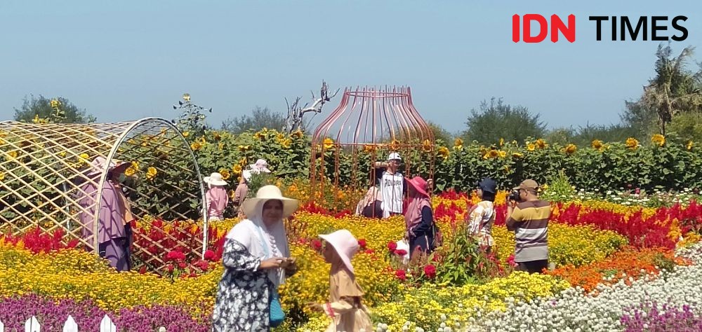 Pengelola Kebun Bunga di Pesisir Pantai Selatan Bantul Panen Rezeki