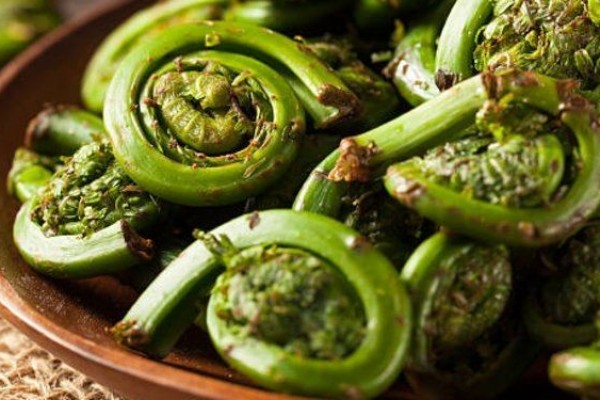 5 Manfaat Pakis Hijau, Anti Diabetes Hingga Ginjal!