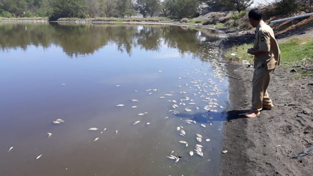 Amonia Jadi Penyebab Matinya Ribuan Ikan di Laguna Pantai Trisik