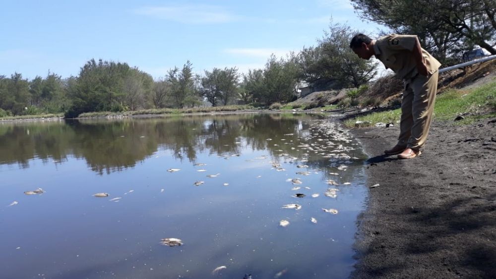 Ratusan Ribu Ikan Nila di Laguna Pantai Trisik Mati Mendadak