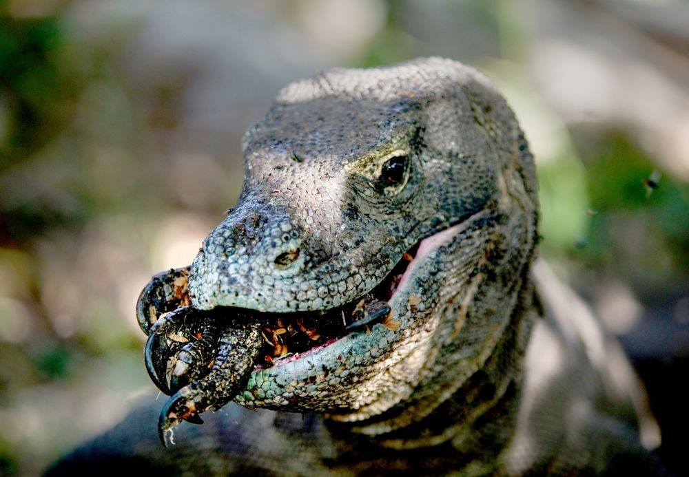 6 Fakta Unik Tentang Komodo, Kadal Raksasa Asal Indonesia