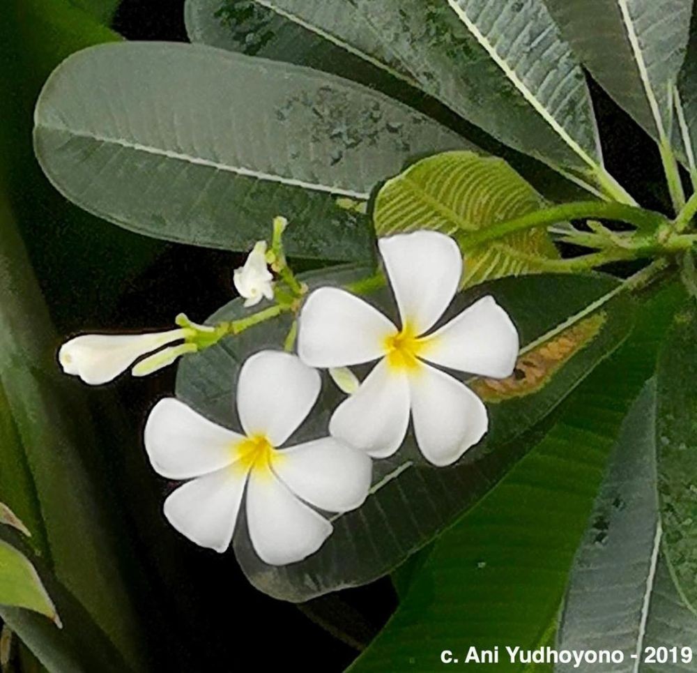 5 Bunga Yang Tumbuh Subur Di Pekarangan Rumah Ani Yudhoyono