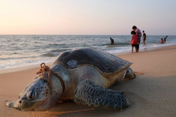 13++ Hewan yg sudah punah di pulau jawa release