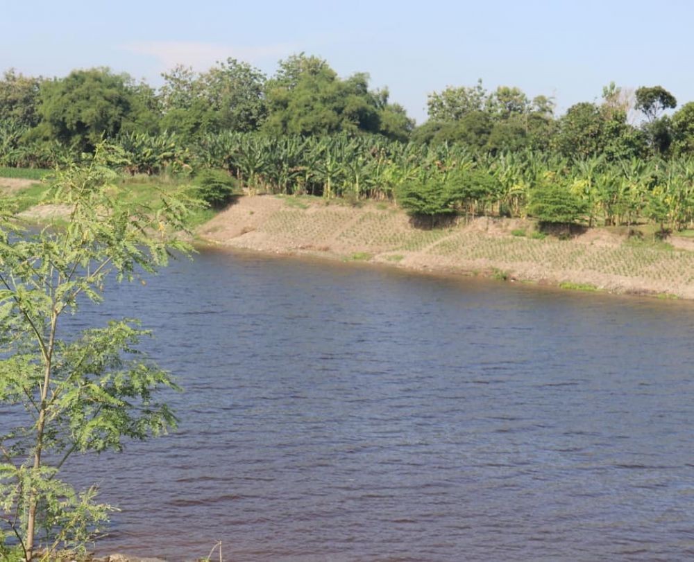 Debit Air Sungai Pemali Menyusut, Petani Brebes Kesulitan Garap Sawah