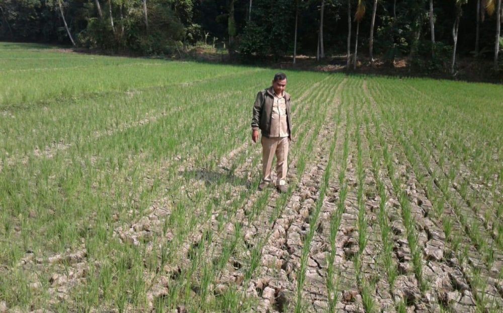 9.000 Hektare Sawah di Banten Alami Kekeringan