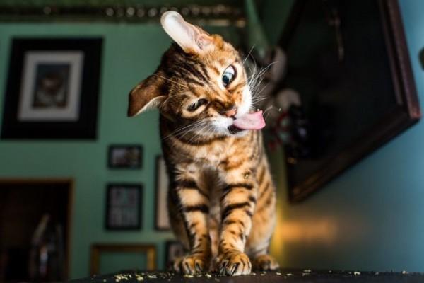 Penjelasan 16 Sifat Aneh Kucing Secara Ilmiah Cat Lovers Wajib Baca