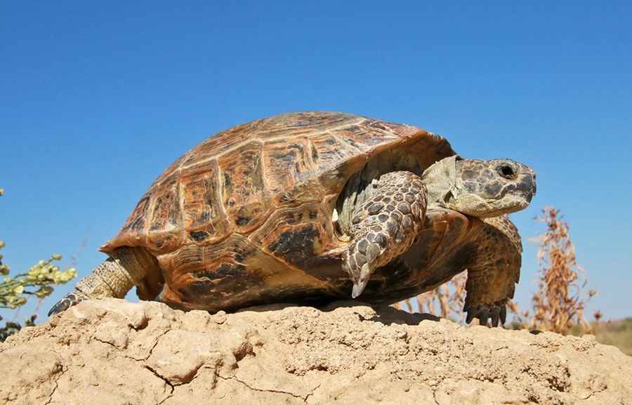 910 Gambar Hewan Paling Gampang Terbaik