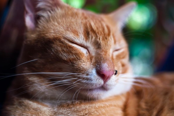 8 Penyakit Mematikan pada Kucing, Cat Lover Harus Waspada!