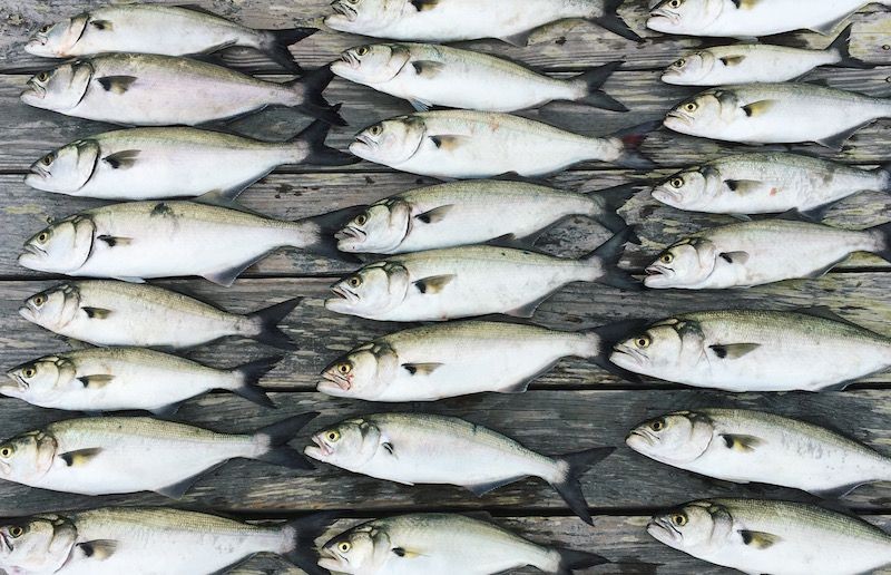 7 Manfaat Kesehatan Makan Ikan Mentah jika Prosesnya Layak dan Bersih
