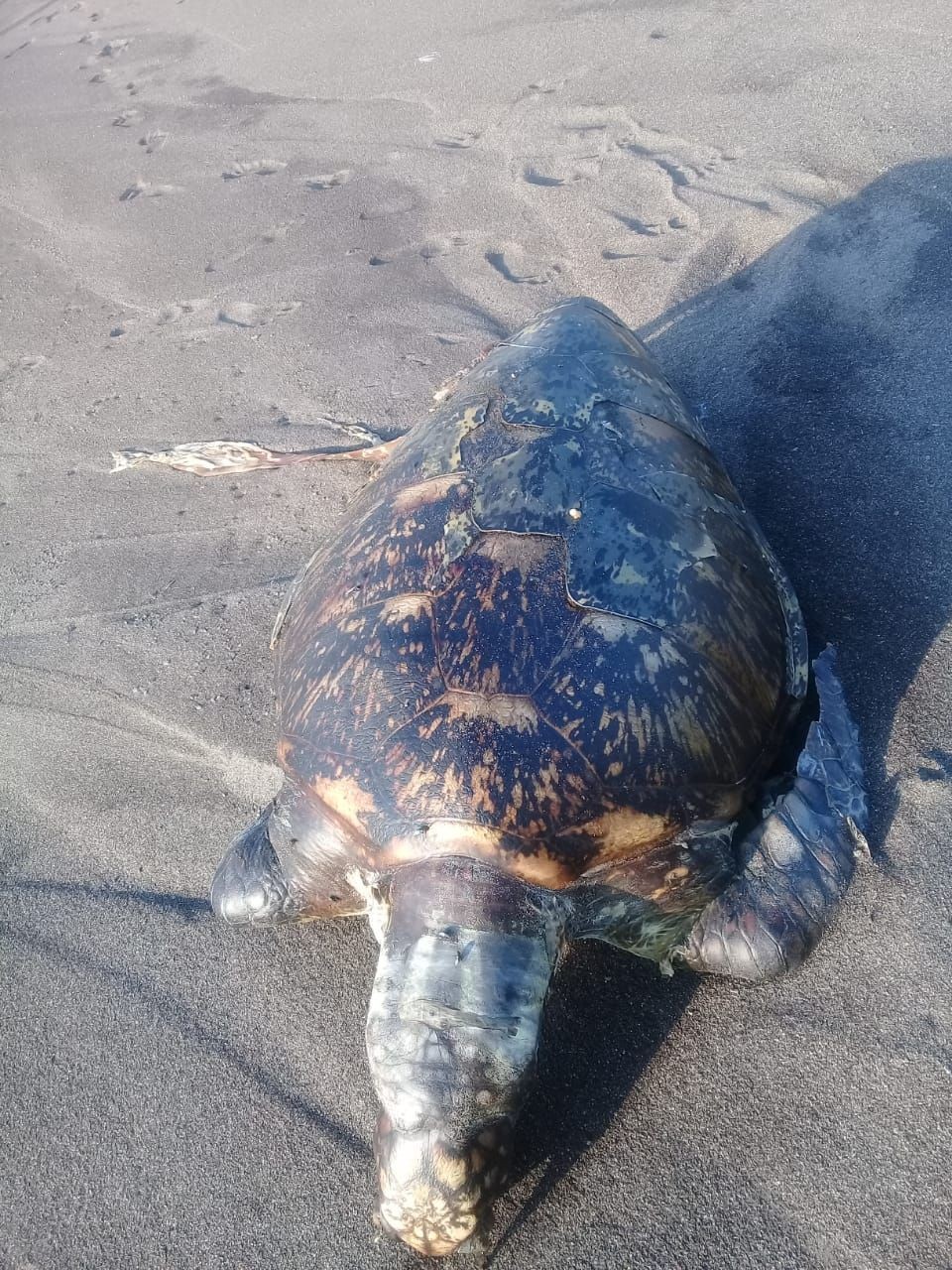 2 Penyu Mati Mengenaskan di Pantai Samas dalam Satu Pekan