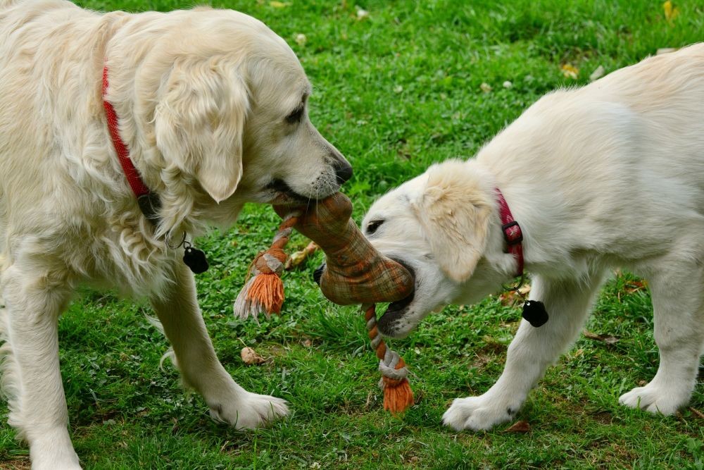 8 Penyakit Mematikan pada Anjing, bahkan Ada yang Gak Bisa Disembuhkan