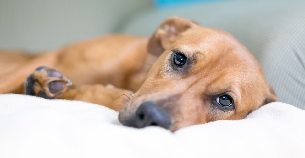 8 Penyakit Mematikan Pada Anjing Bahkan Ada Yang Gak Bisa Disembuhkan