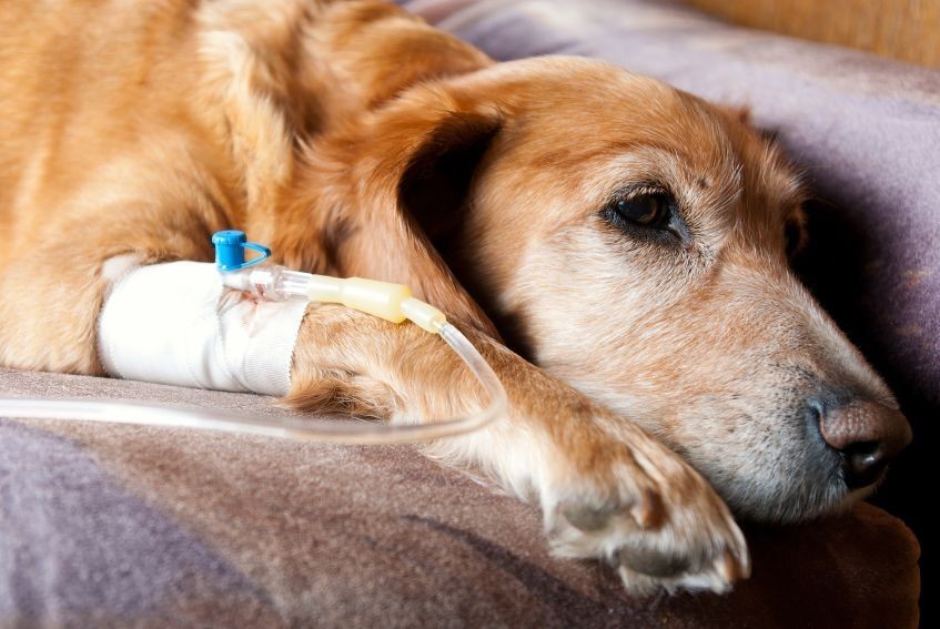 8 Penyakit Mematikan pada Anjing, bahkan Ada yang Gak Bisa Disembuhkan