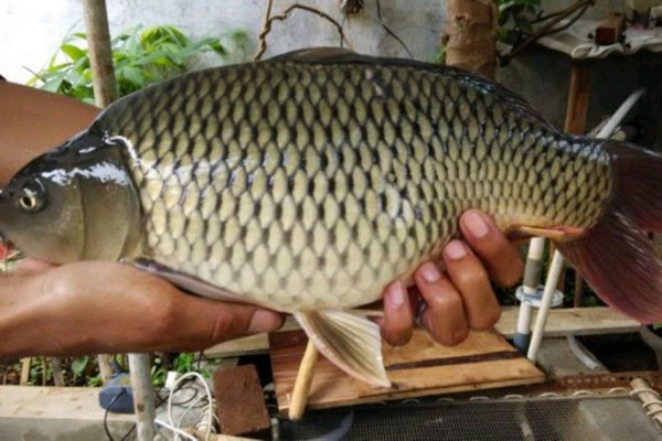 5 Manfaat Baik Yang Terkandung Di Dalam Ikan Mas