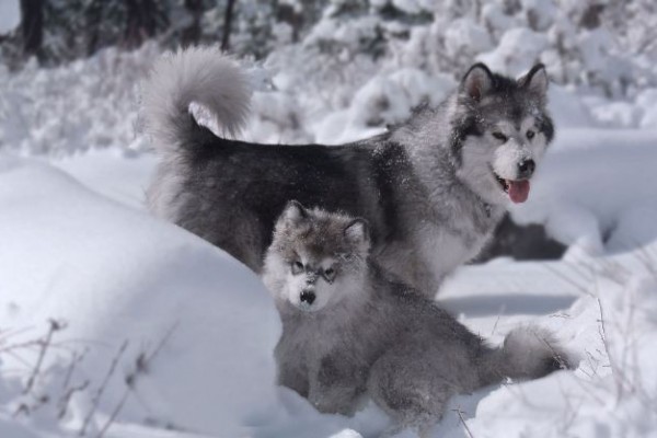 22++ Anjing alaskan malamute kecil terbaru