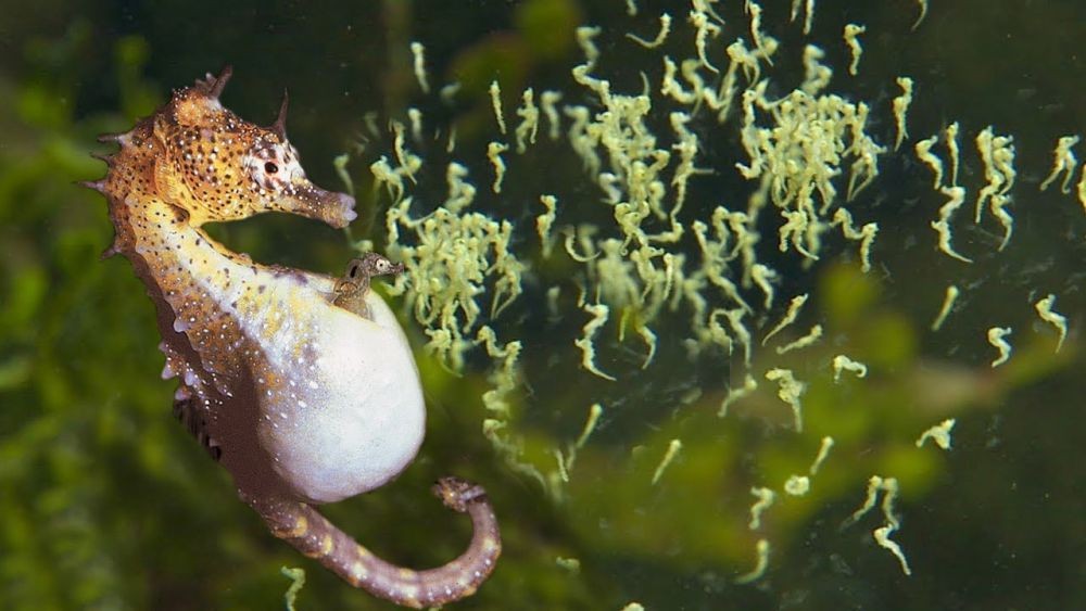 10 Fakta Luar Biasa Tentang Kehidupan Hewan Bawah Laut Mencengangkan