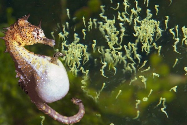 10 Fakta Luar Biasa Tentang Kehidupan Hewan Bawah Laut Mencengangkan