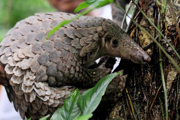 460 Gambar Hewan Terbuat Dari Sabun HD Terbaru