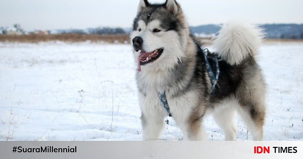 5 Jenis Anjing yang Mirip Serigala, Bisa Banget Dipelihara!